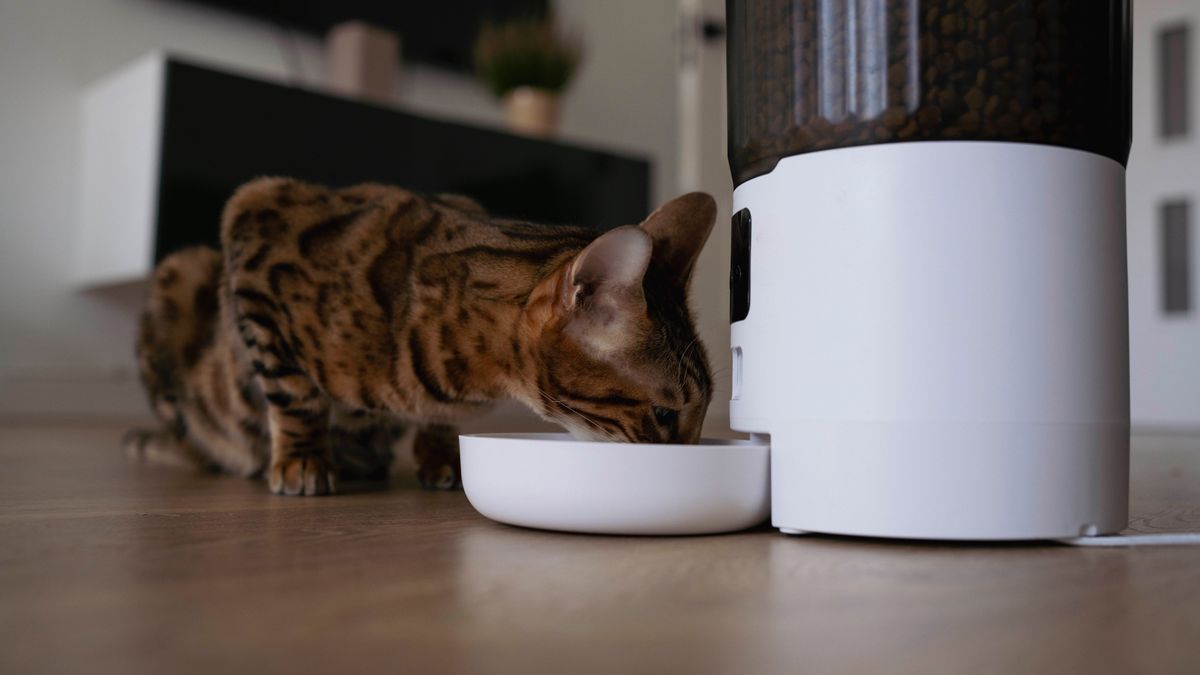 How to help an anxious cat: 20 practical tips | PetsRadar - Anxious Cat Management