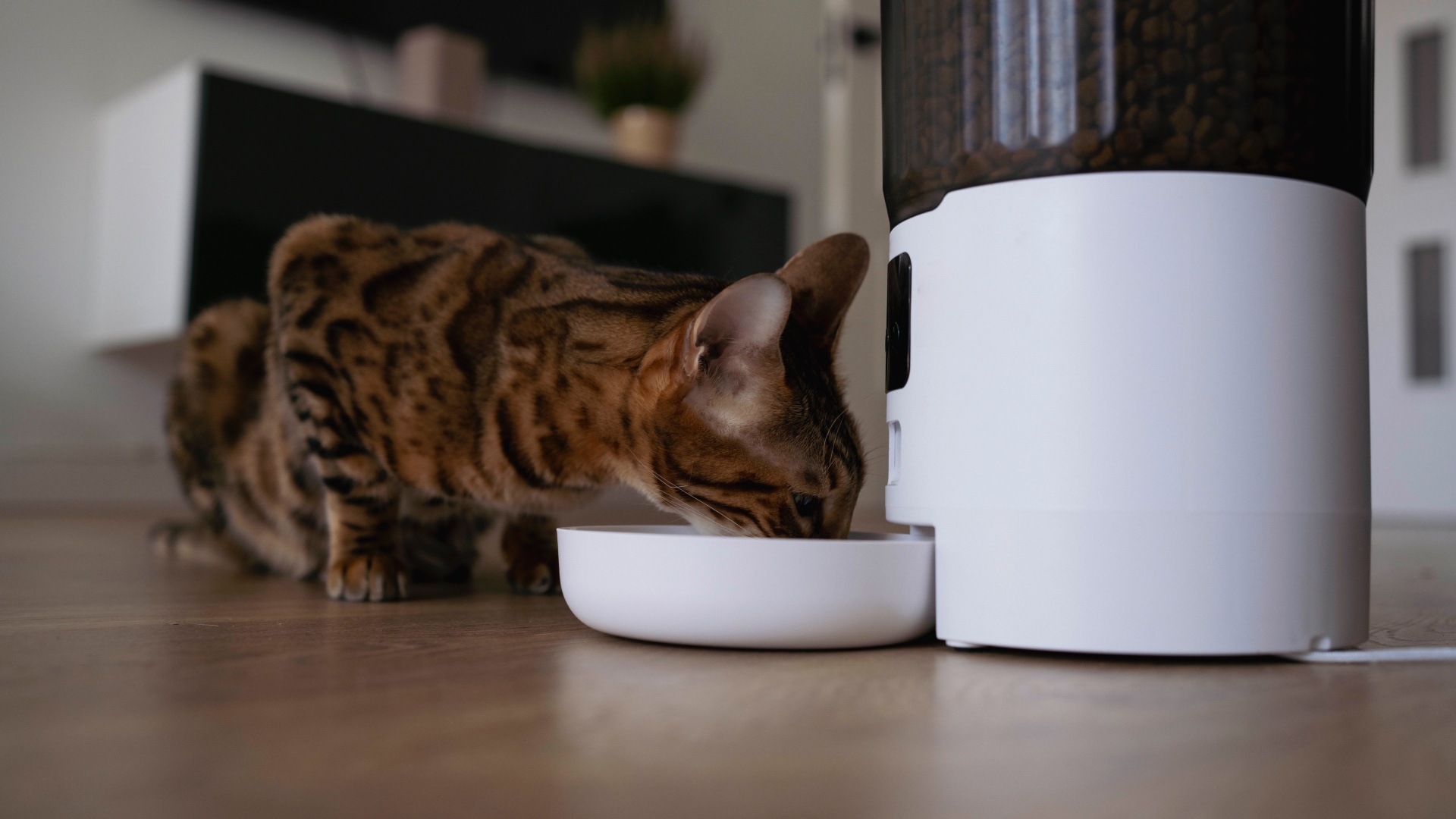 Cat eating from automatic pet feeder