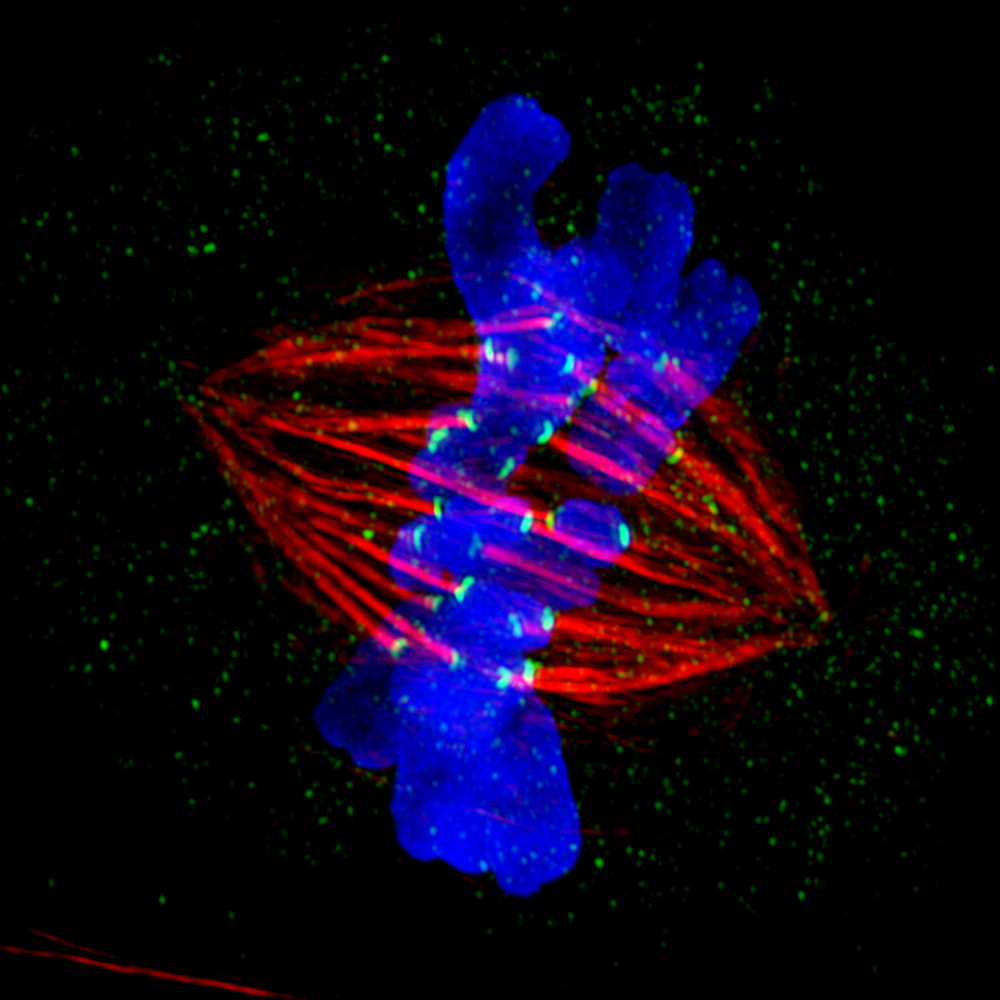 A powerful light microscope captures this scene from the process of mitosis.