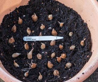 A shot of some freesia bulbs in a plant pot