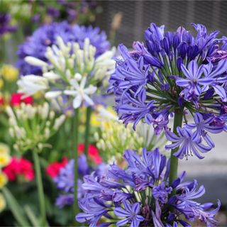 Lilac and white agapanthus in a flower bed