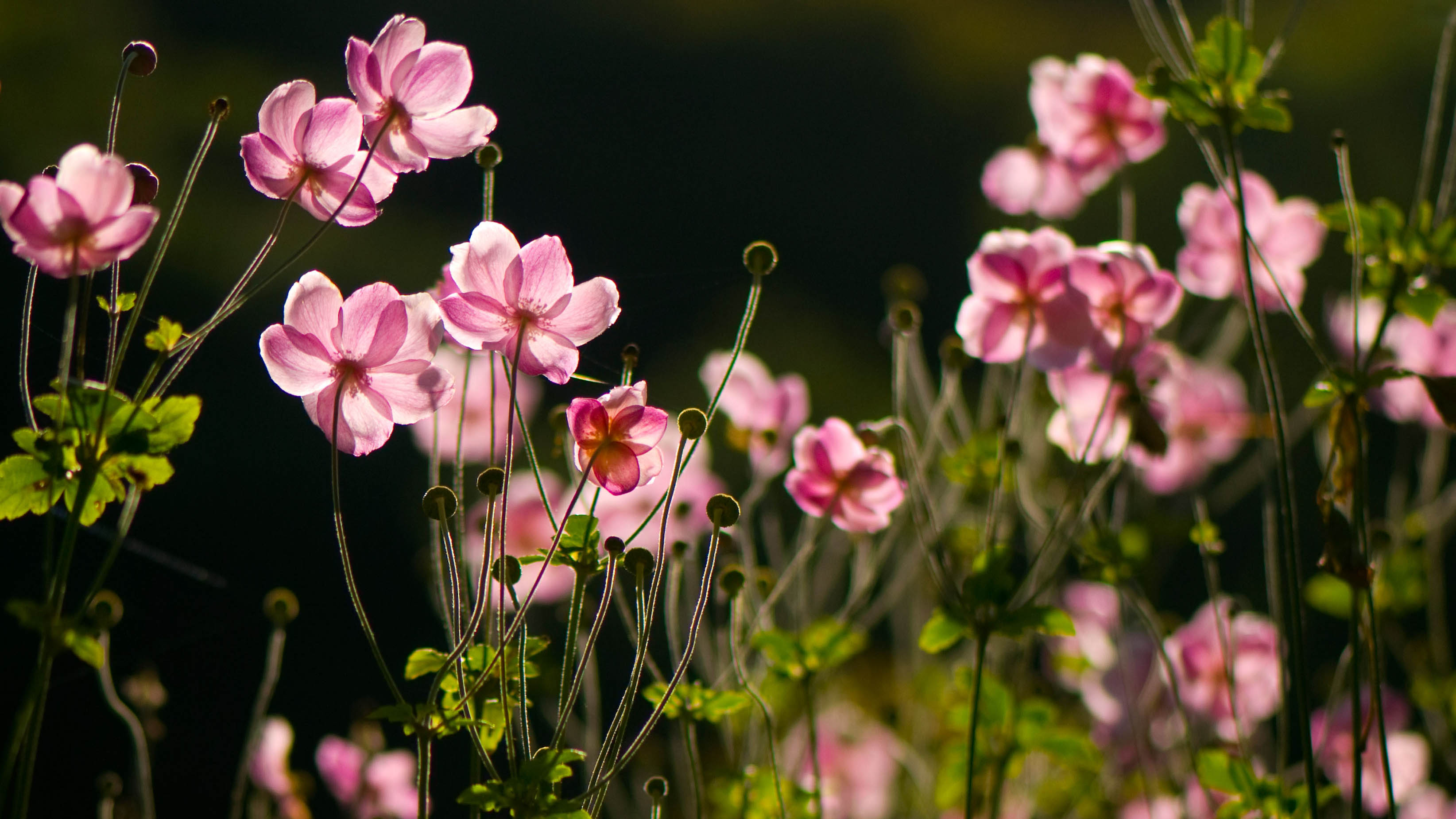 Pink Japanese anemone flowers back lit in the morning sun