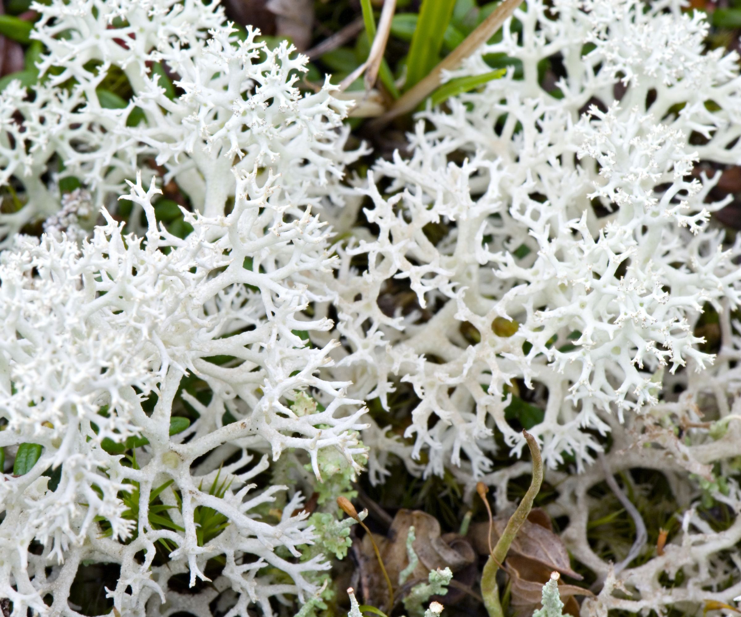 Reindeer lichen in close focus
