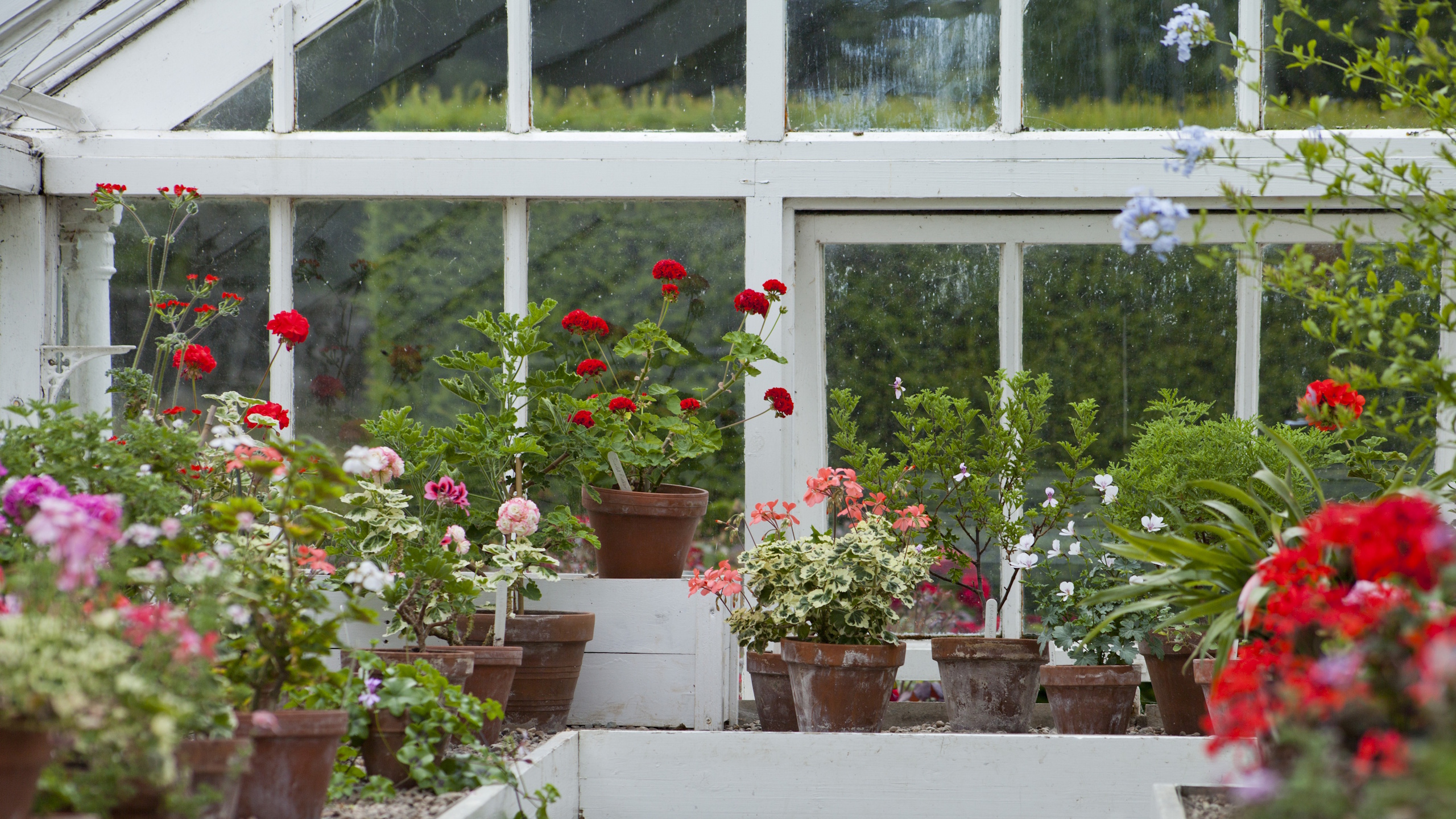 Pelargoniums in a greenhouse