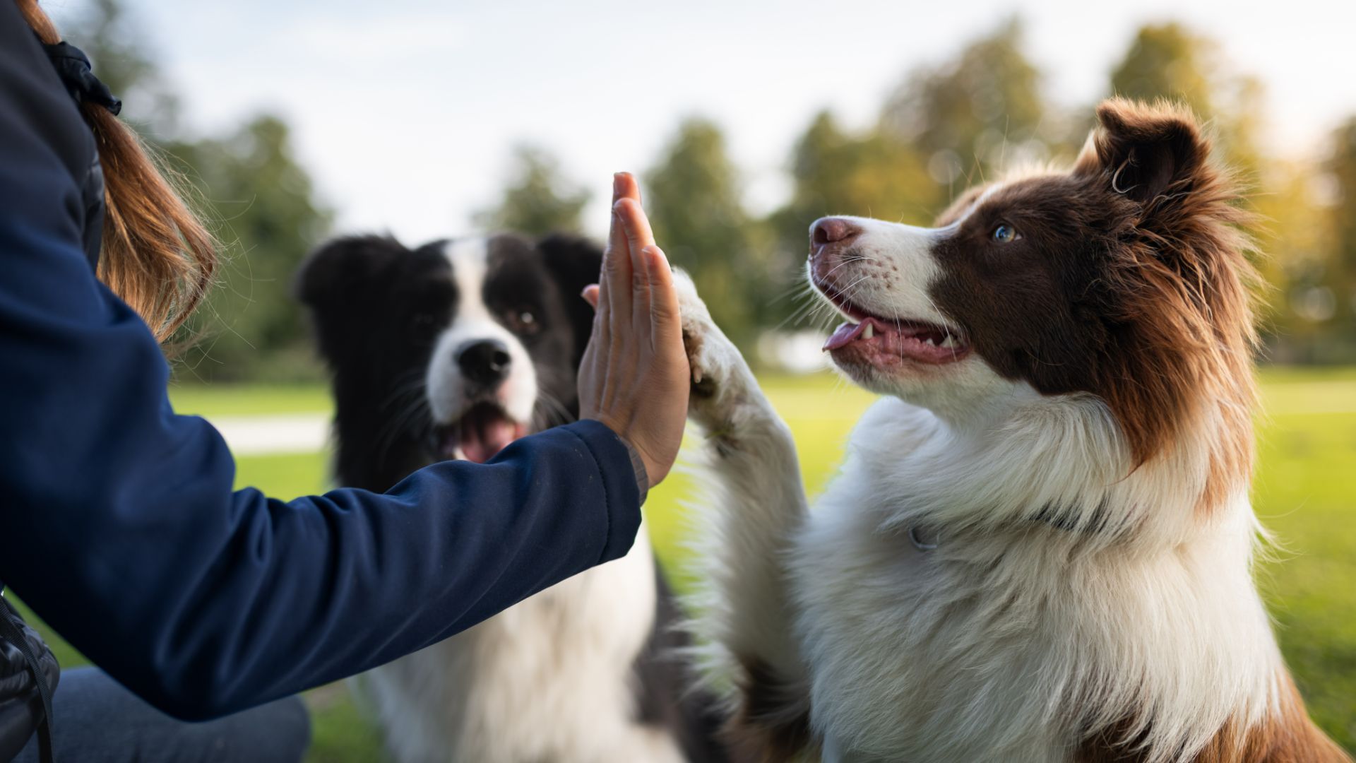 collie dog high fiving owner