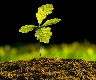 Sprouting acorn oak tree