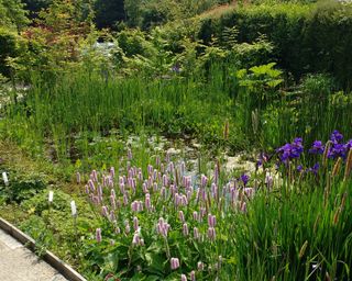A pond surrounded by wild planting in summer