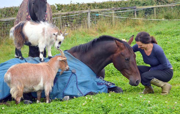 horseandgoats
