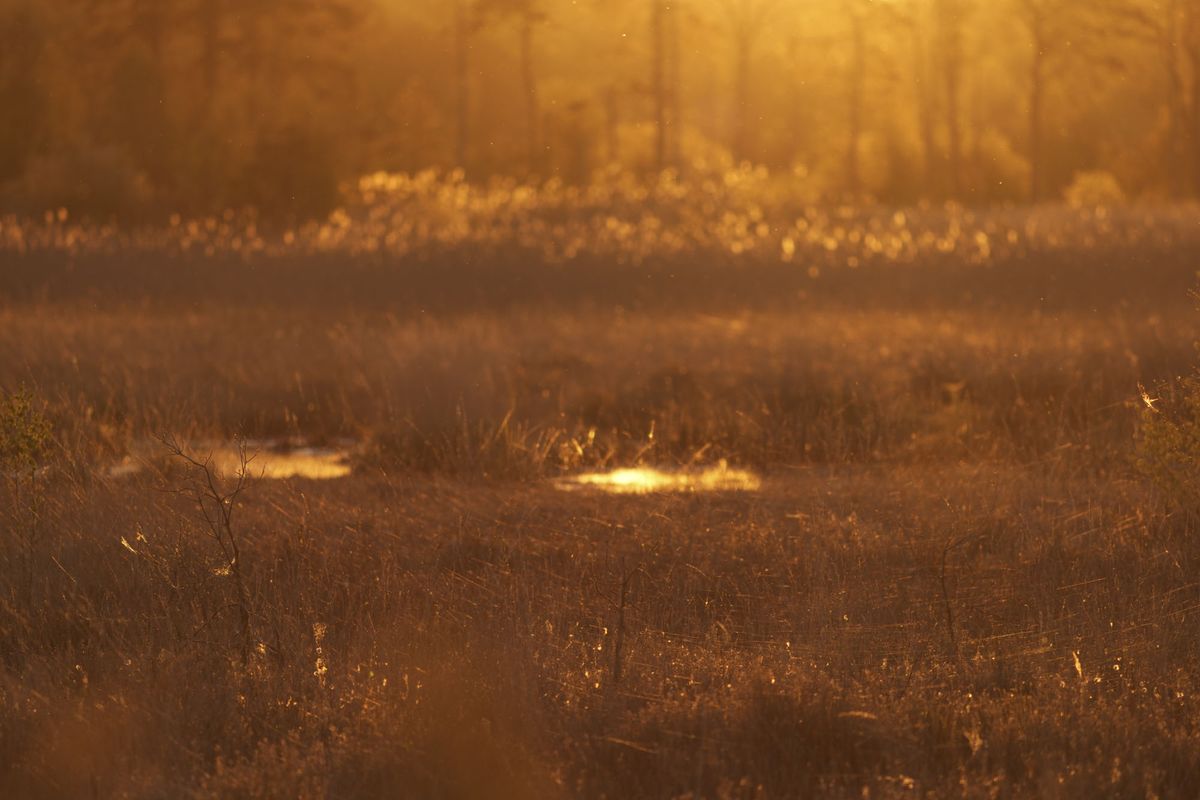 A common bathed in golden light