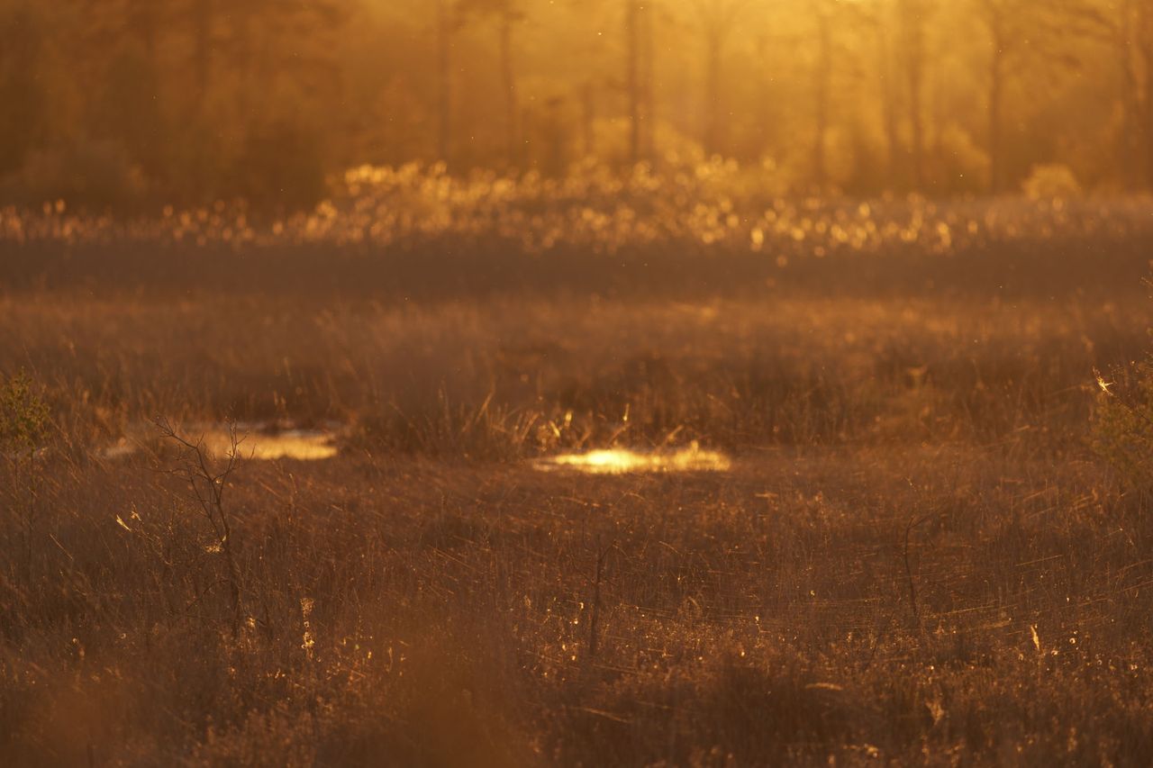 A common bathed in golden light