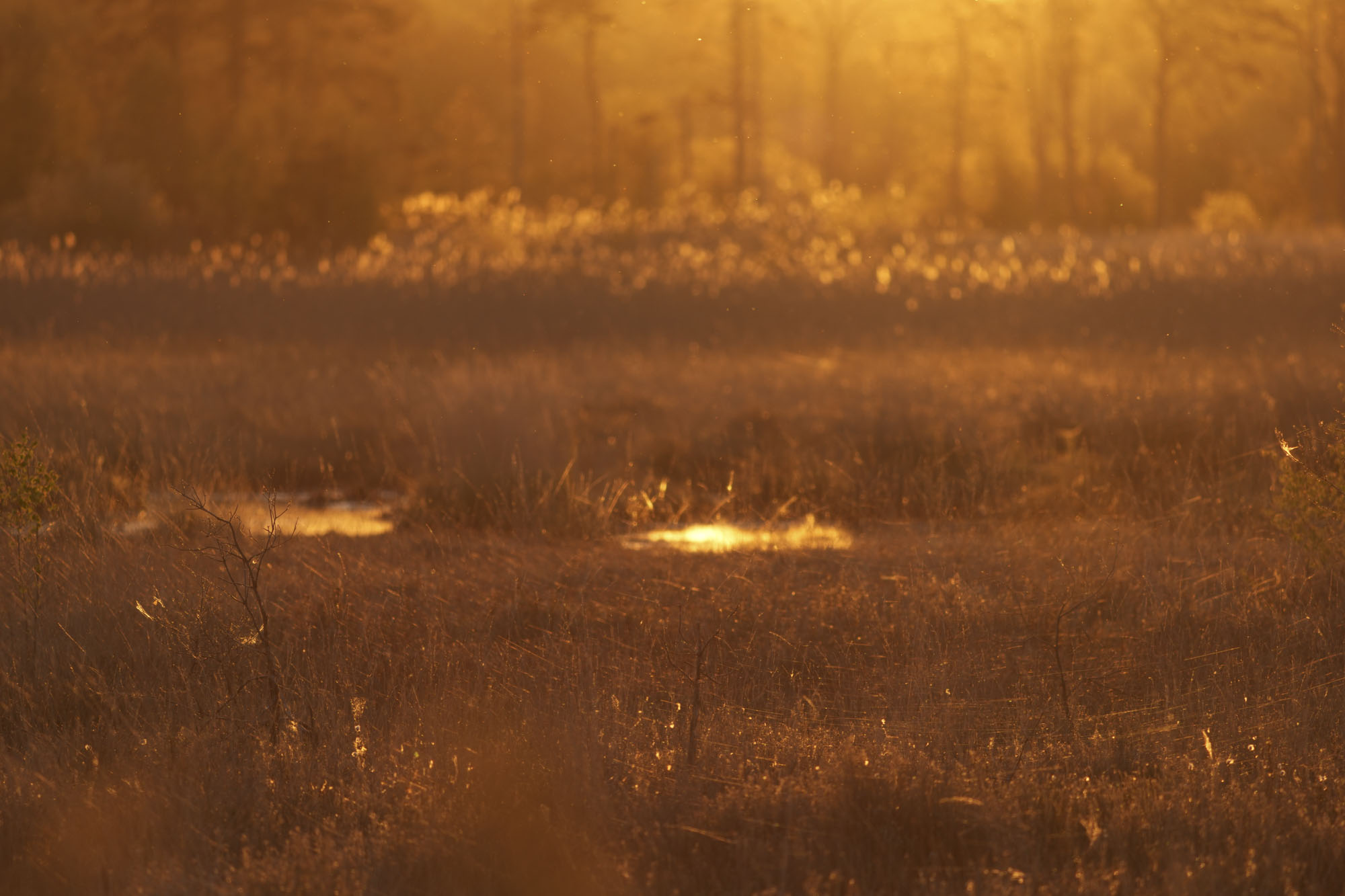 A common bathed in golden light