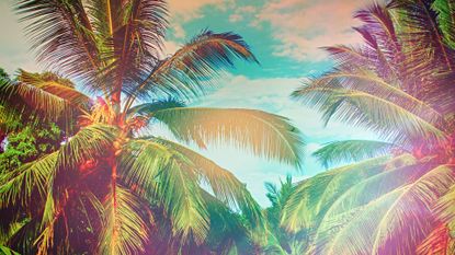 palm trees depicting travel editors and experts best travel tips