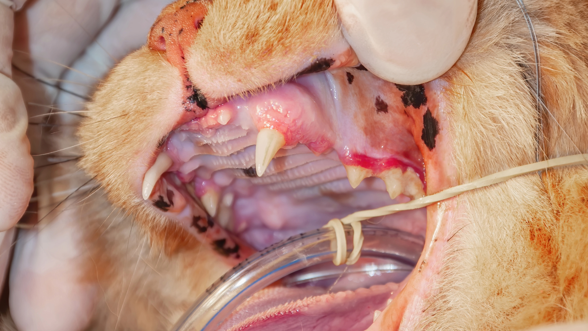 A cat under general anaesthetic having a dental procedure