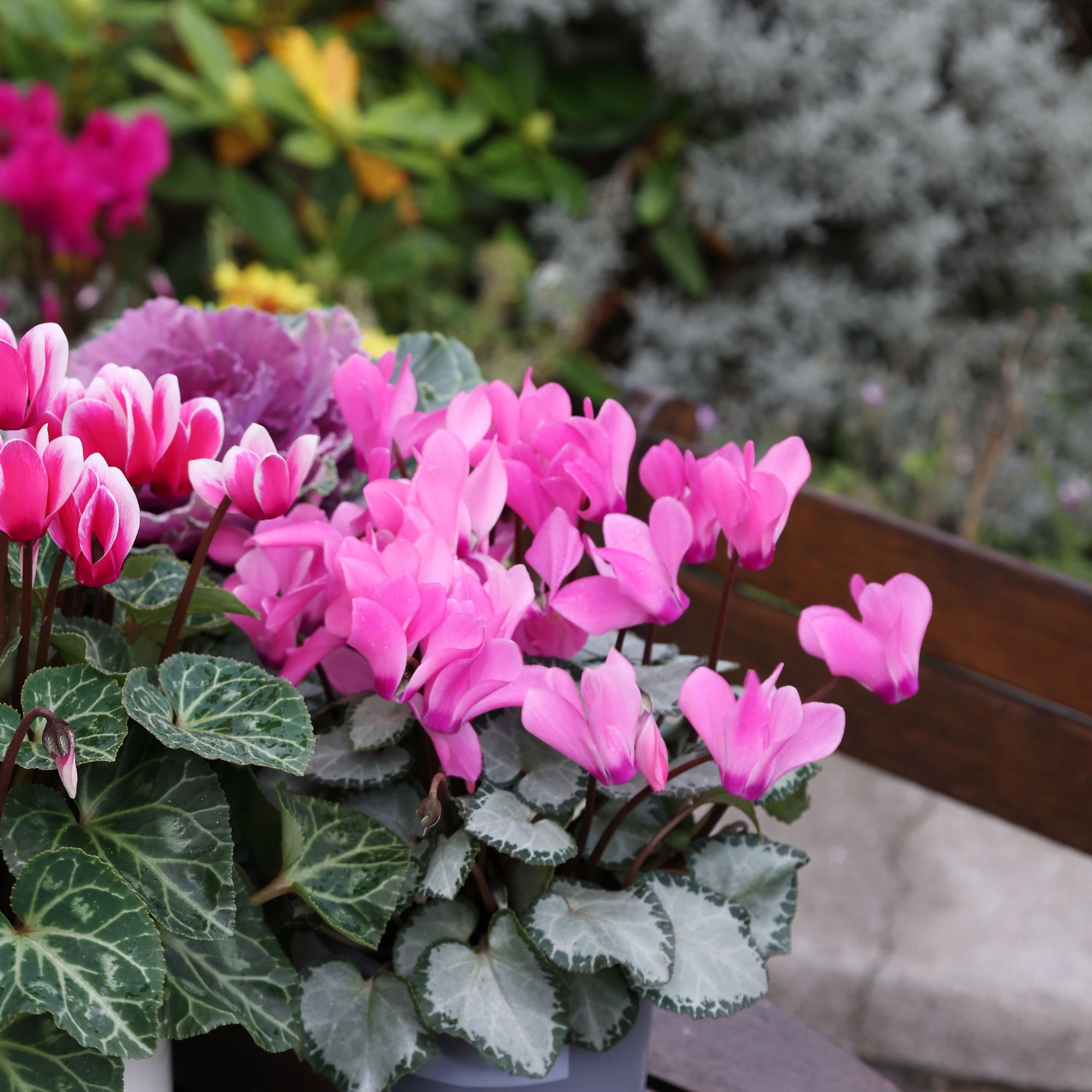winter planter with cyclamen