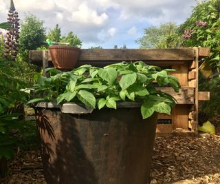 Potato plants growing happily in a bucket