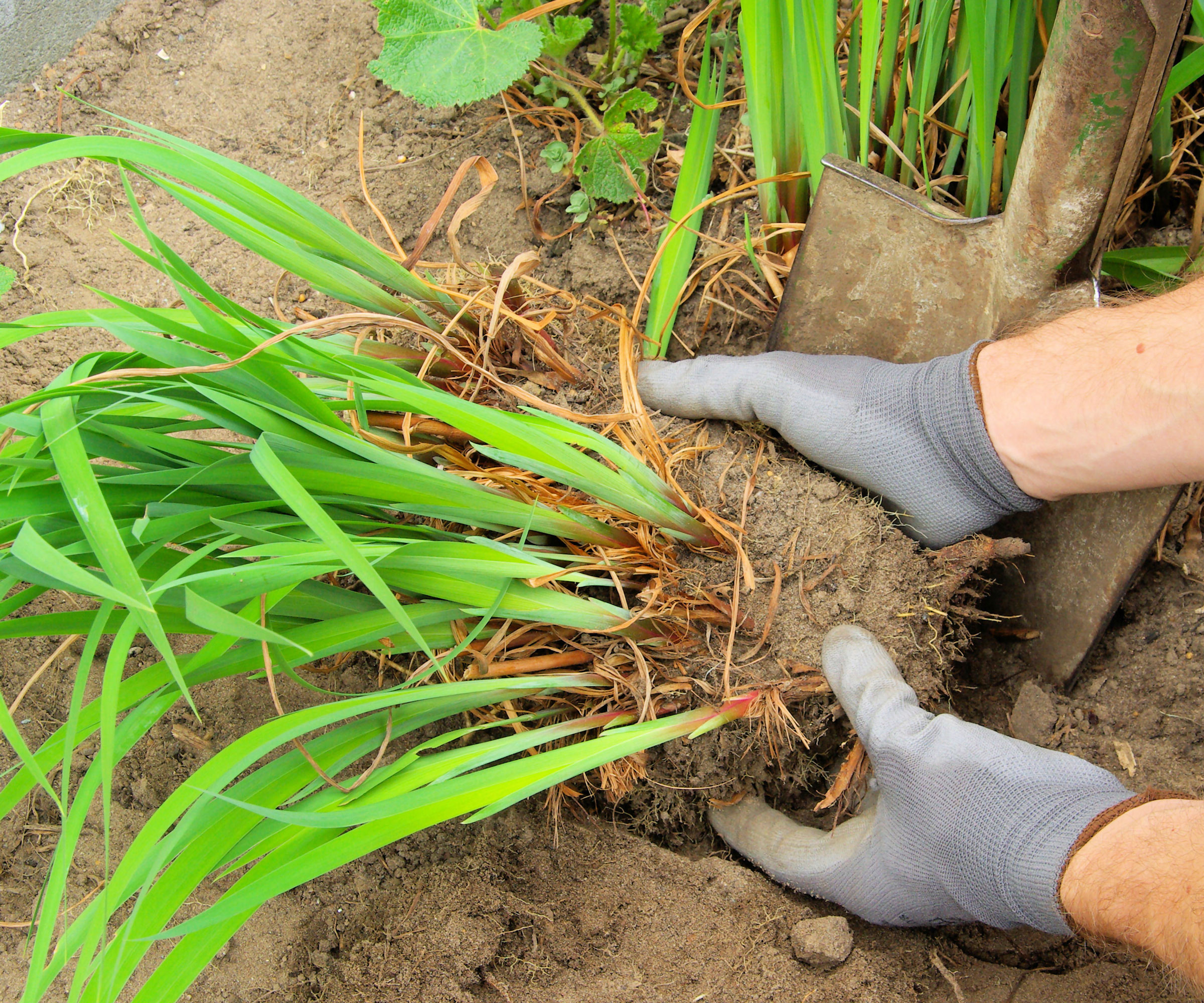 dividing daylily plants in garden