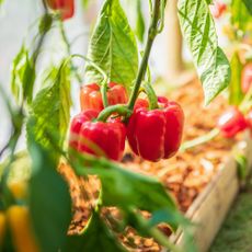bell peppers growing in a greenhouse