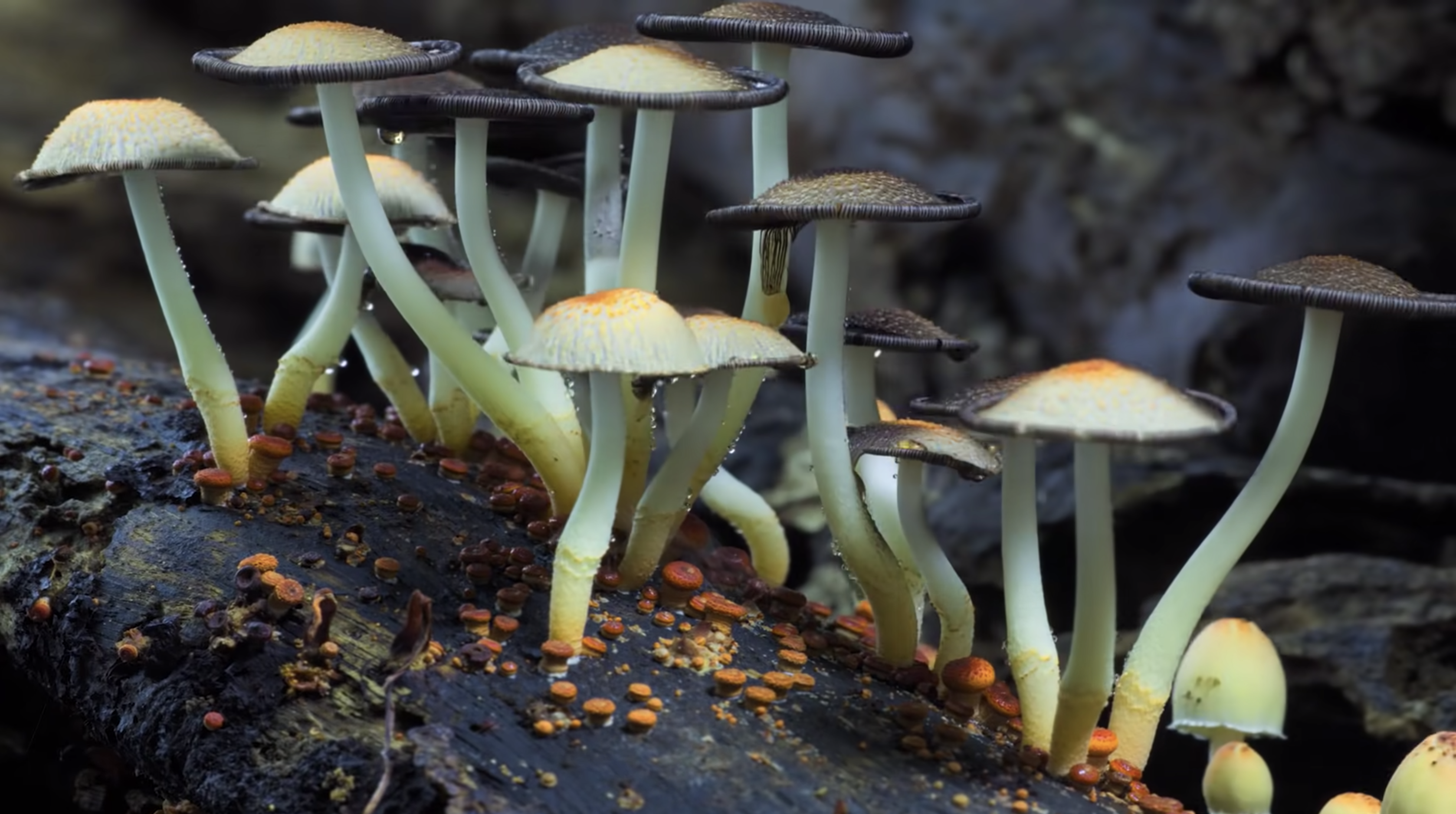 Best Netflix documentaries: Fantastic Fungi