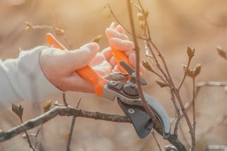 Pruning. a cherry tree using hand pruners