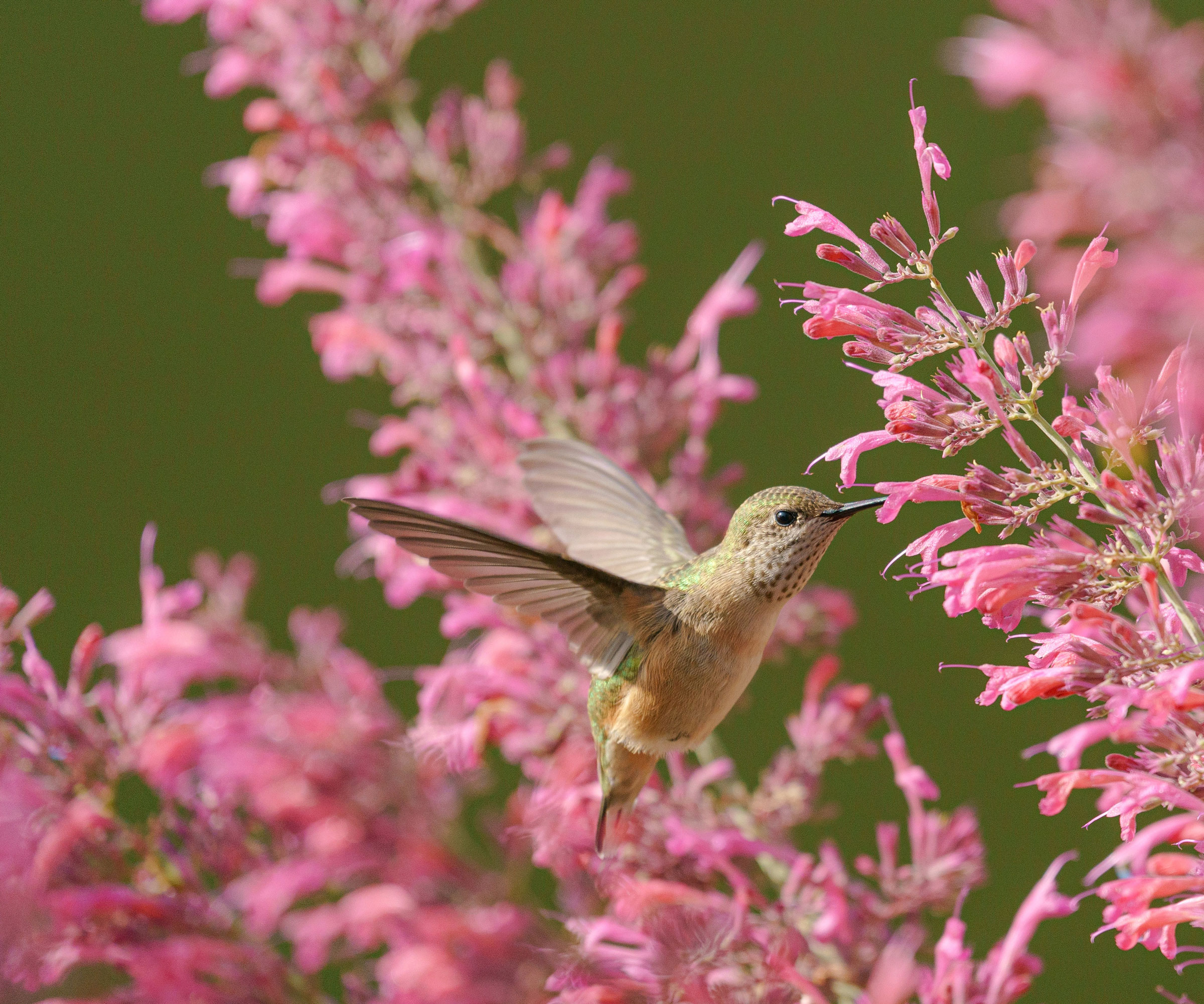 agastache plant with pink flowers and hummingbird