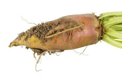 Rooted Mangold Vegetable