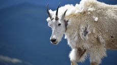 A mountain goat (Oreamnos americanus) with its razor-sharp horns, used for self-defense.