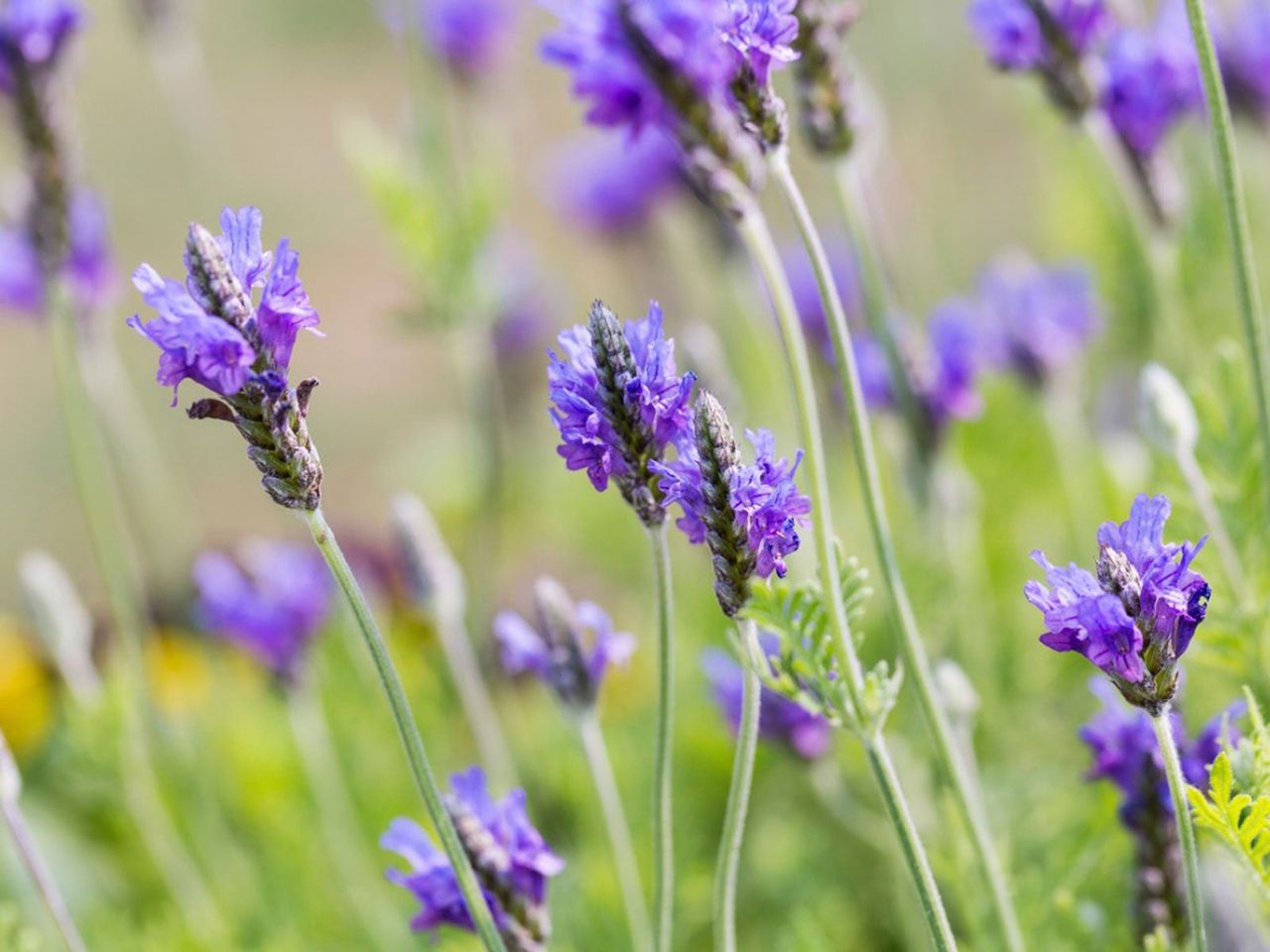 Fernleaf Lavender Plant