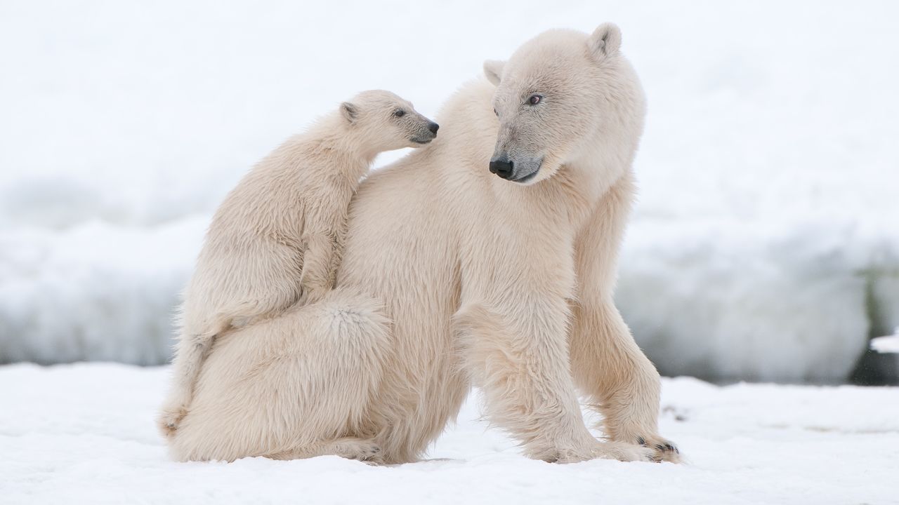 a mother polar bear with her cub in the Arctic