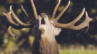 It’s autumn in Yorkshire’s Dales and Moors, as we continue to follow its wildlife through the seasons.