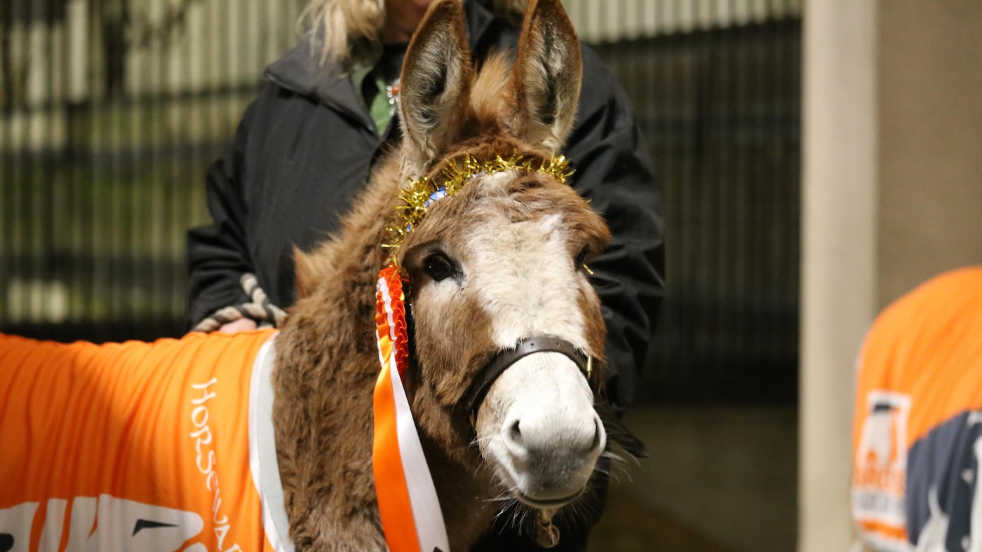 brooke-donkey