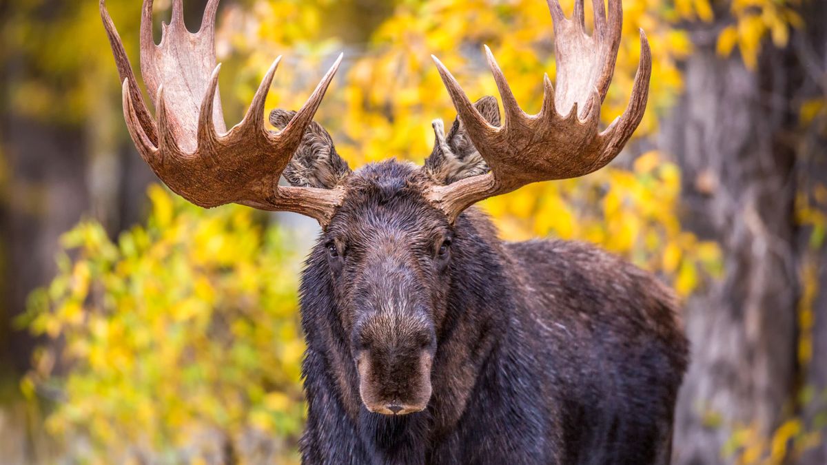 Second Colorado moose attack in a week prompts renewed warnings for ...