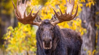 Moose in woodland in fall