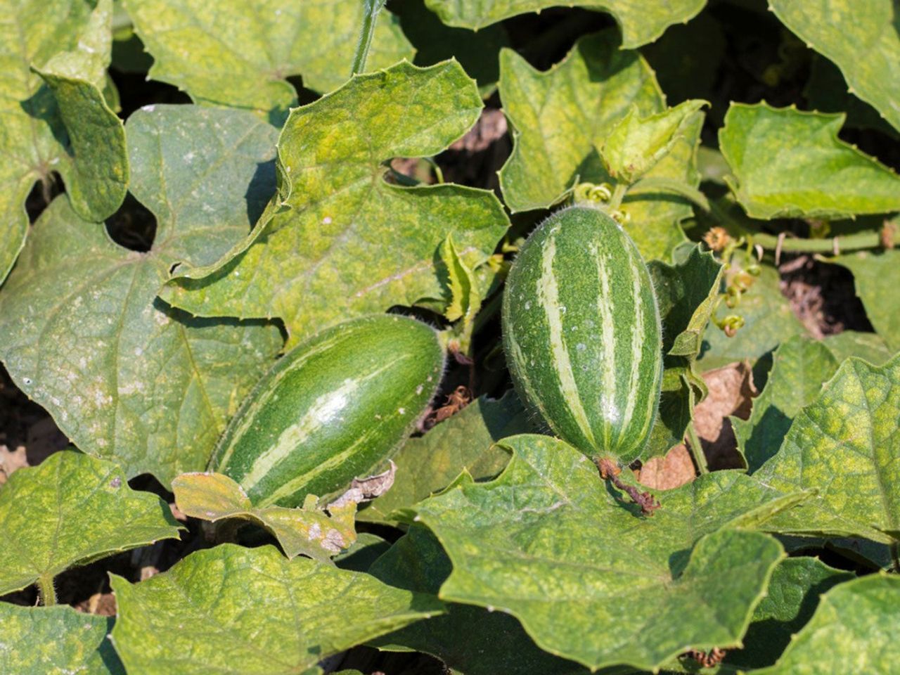 Squash Plant In The Garden