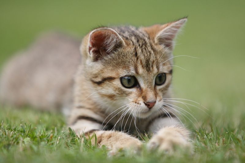 A kitten playing in the grass.