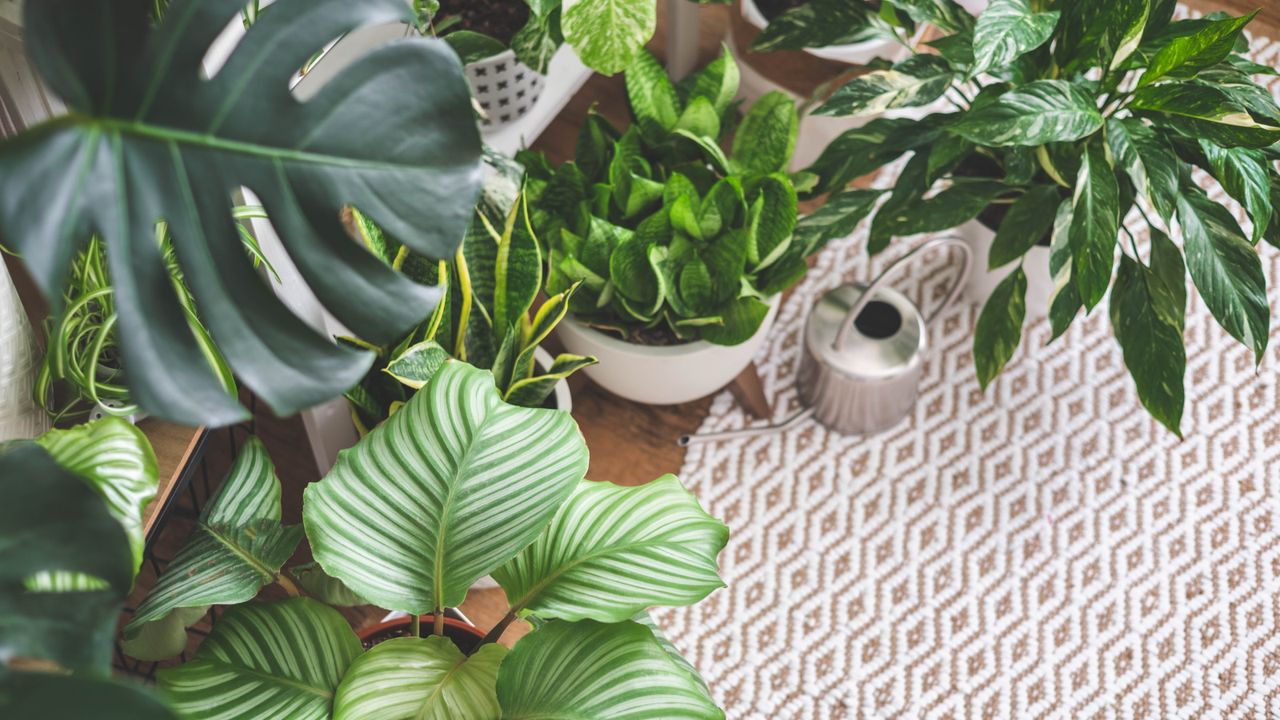 Humidity for indoor plants