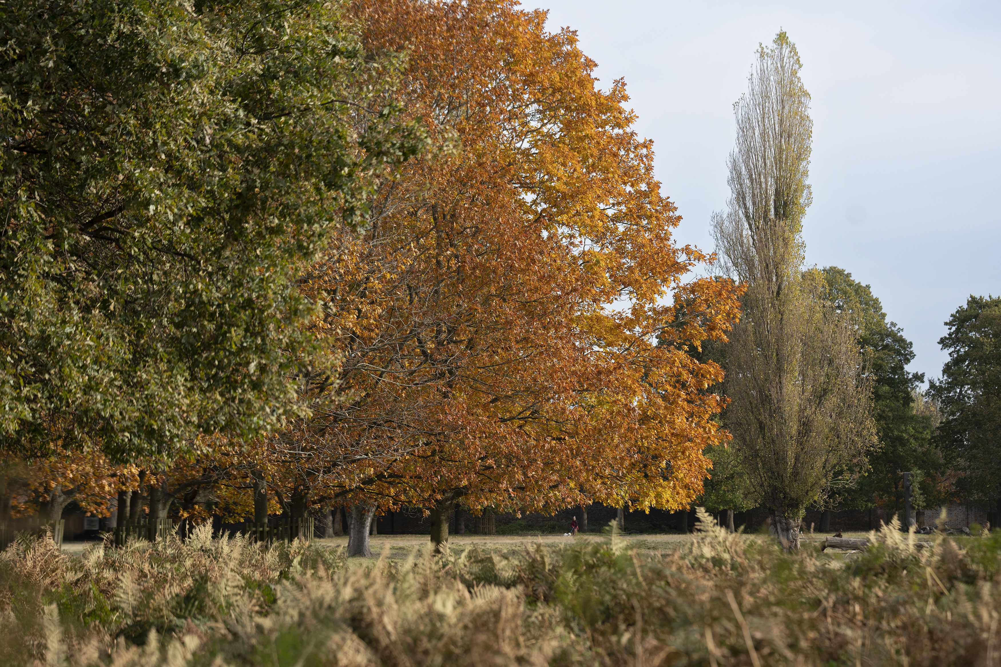 Autumnal trees is London's Bushy Park