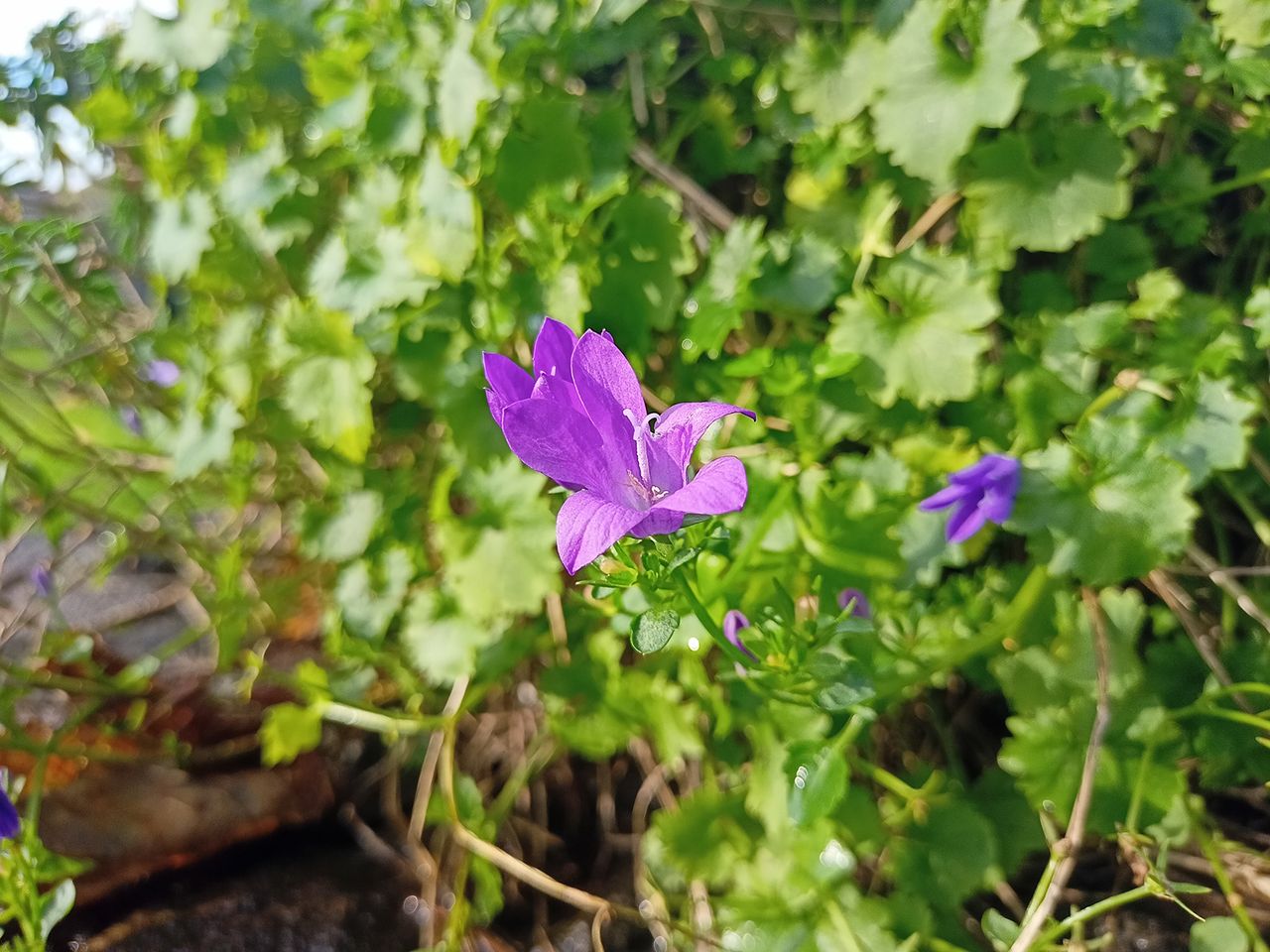 Realme 7 camera sample