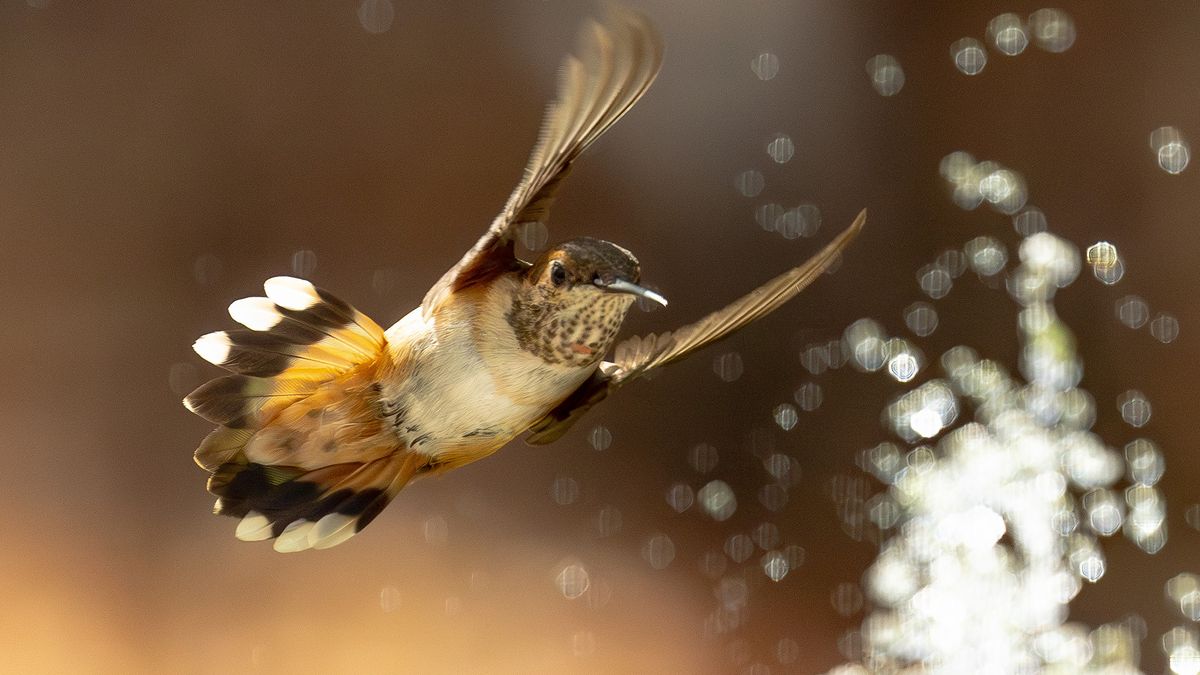 Hummingbird enjoying water fountain