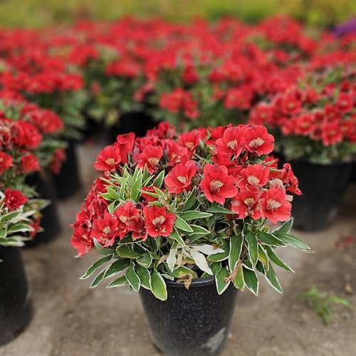 Inca Alstroemeria Peruvian Lily Plant, Potted (red Colorita 'katiana' - Variegated Green Foliage, 5 Gallon)