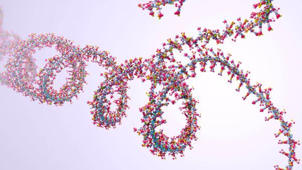 The ribonucleic acid is a messenger that makes organisms build the right proteins.