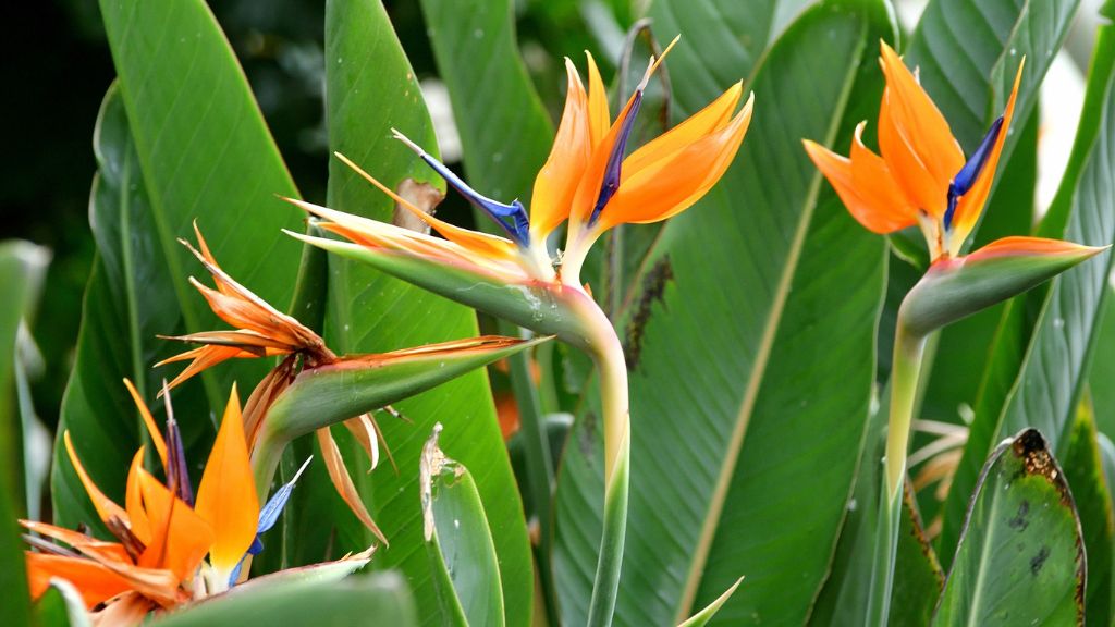 Bird of paradise flowers