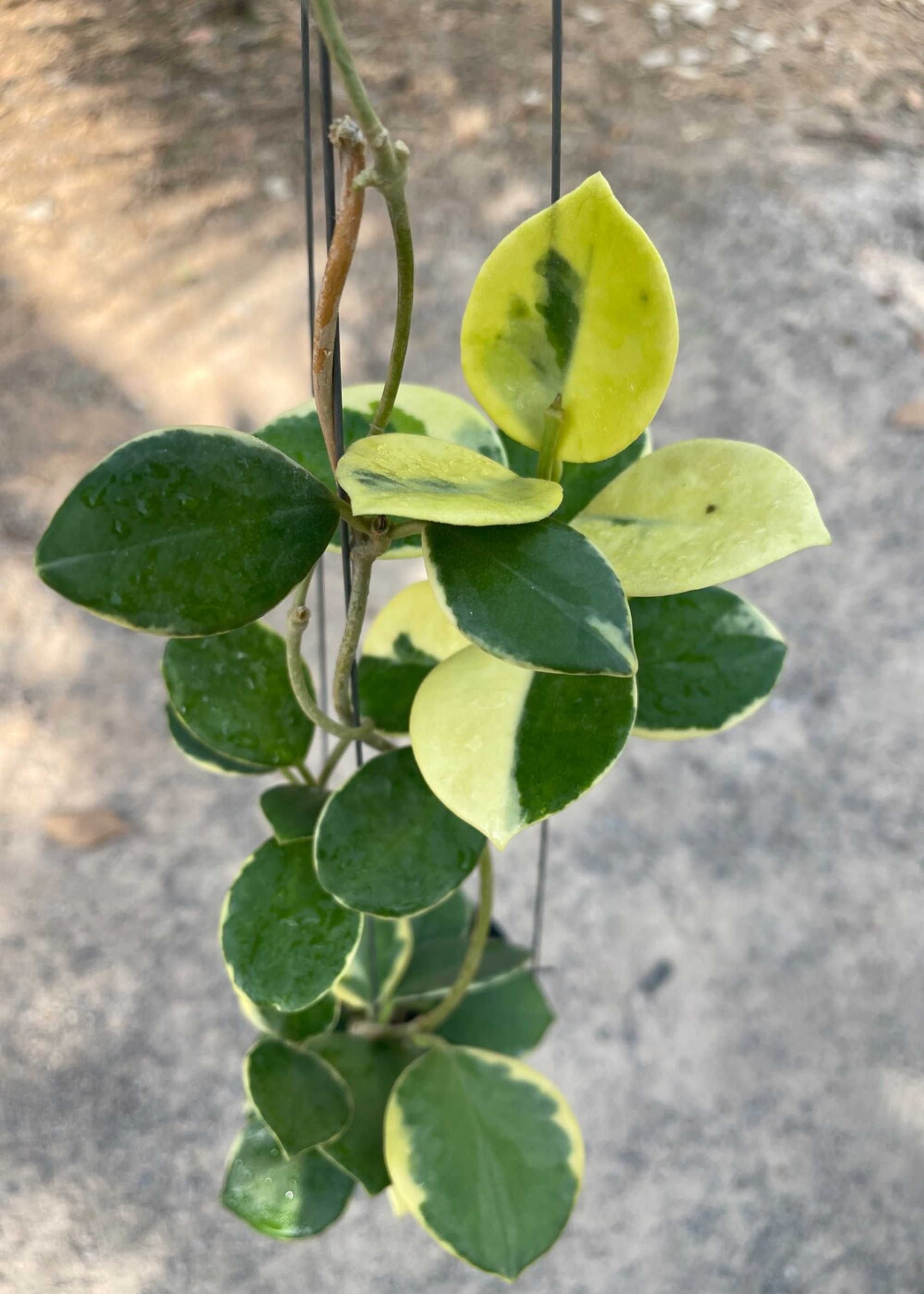 A close-up of a hoya australis plant