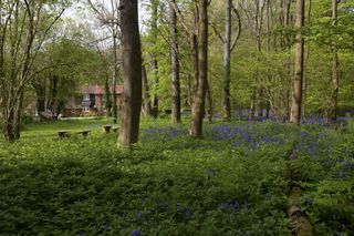 bluebell wood garden