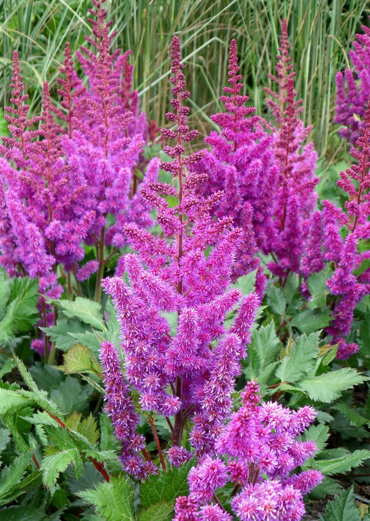 Vision in Purple Astilbe - Quart Container