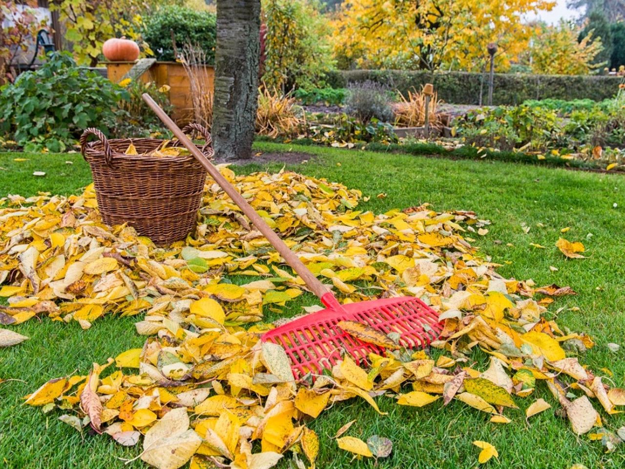 Rake In A Pile Of Leaves