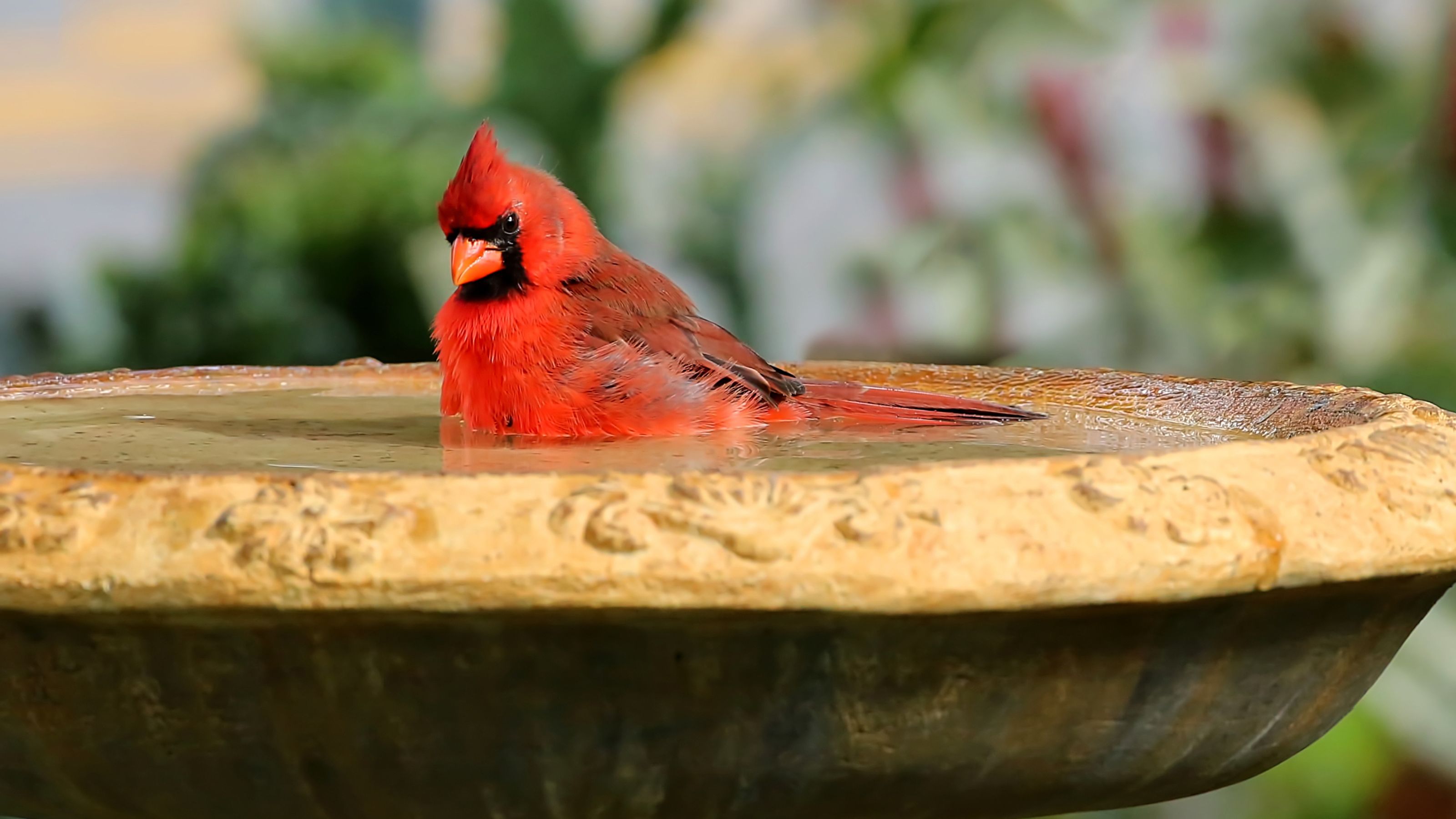 Young handsome male northern cardinal bathes in a backyard birdbath as water drips out the bottom of the birdbath.