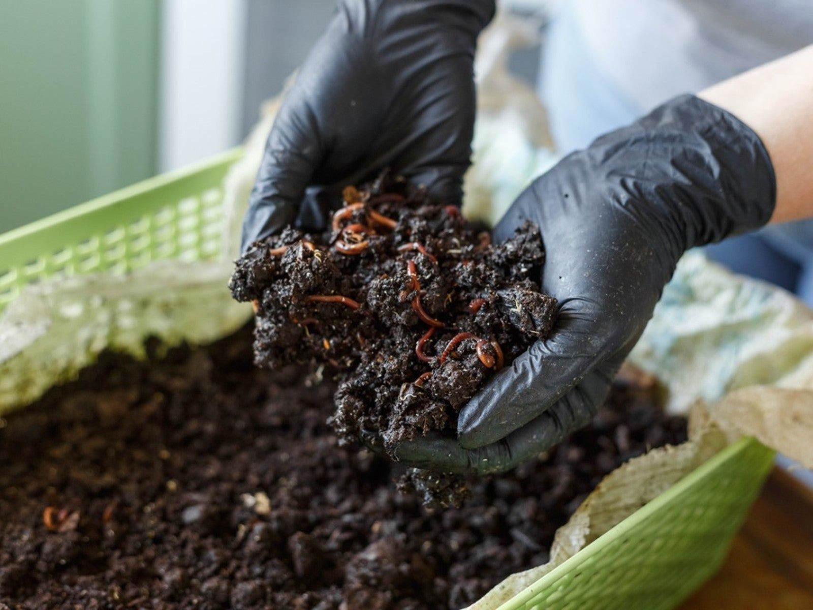 Indoor Worm Farming For Beginners | Gardening Know How