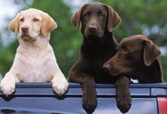 Labradors - Marie Claire UK 