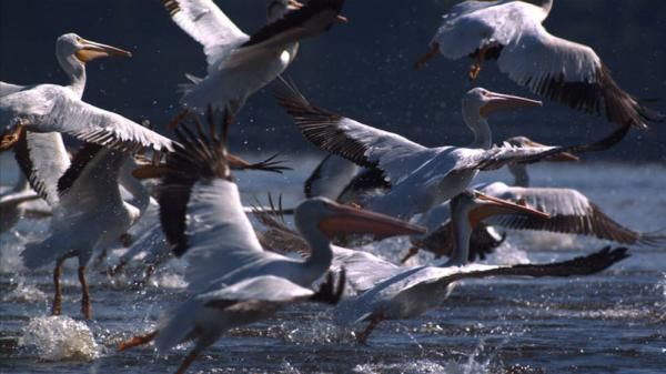 Quest for Survival: Photos of Incredible Animal Migrations: Page 2 ...