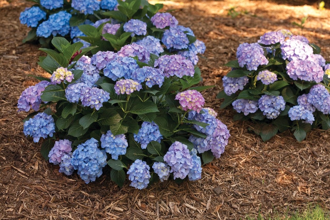 blue hydrangeas